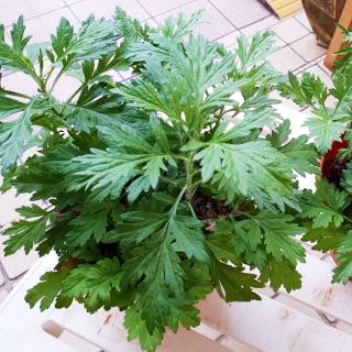 4 Cây ngải cứu dại - cây giống