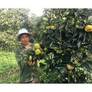 Cây giống Hồng Giòn Nhật Bản 100% nhập khẩu