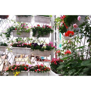 5 Móc treo chậu trồng hoa ban công size lớn nhập khẩu-  chuyên dụng.