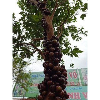 Hạt giống nho thân gỗ tứ quý