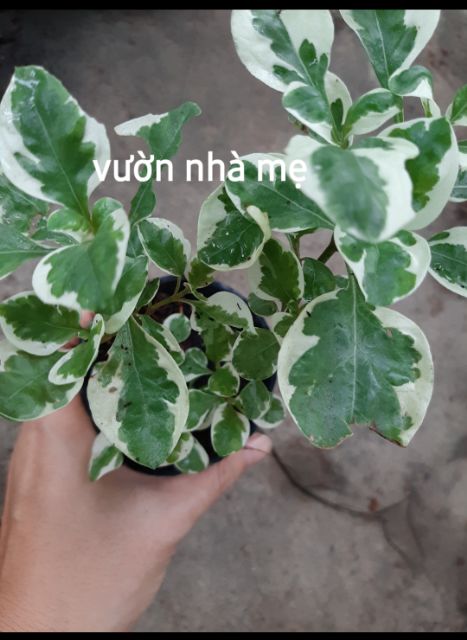 Cây cẩm thạch