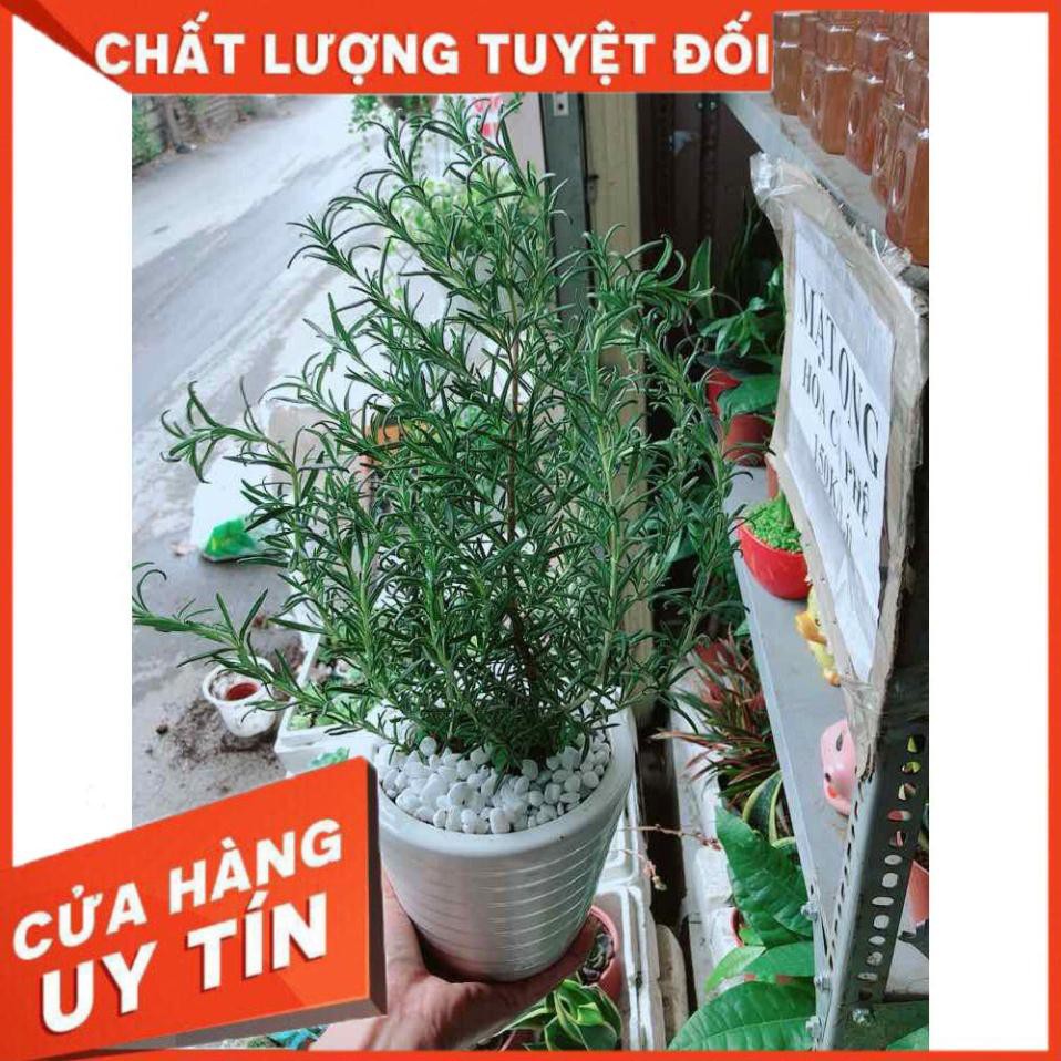 Chậu hương thảo Nhiều Người Mua