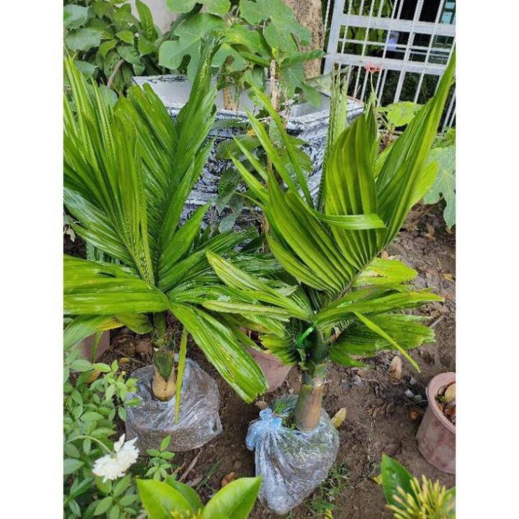 Cây giống cau lùn chuẩn F1 xịn + Tặng 02 cây nhót ngọt