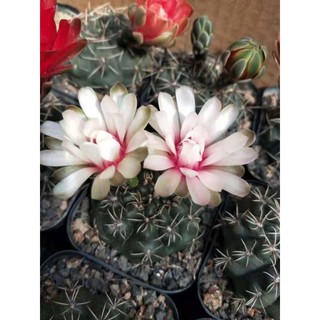 Xương rồng hoa