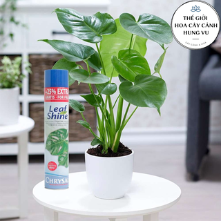 Xịt bóng leaf shine 600 ml