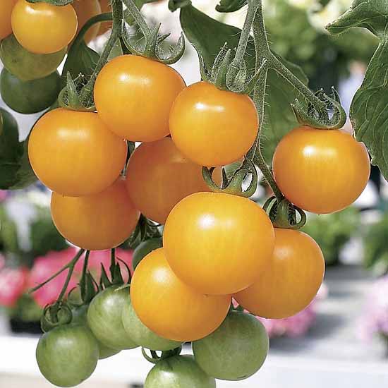 Hạt giống Cà chua bi lùn vàng (cà chua bonsai) Ấn Độ - 0.3gr