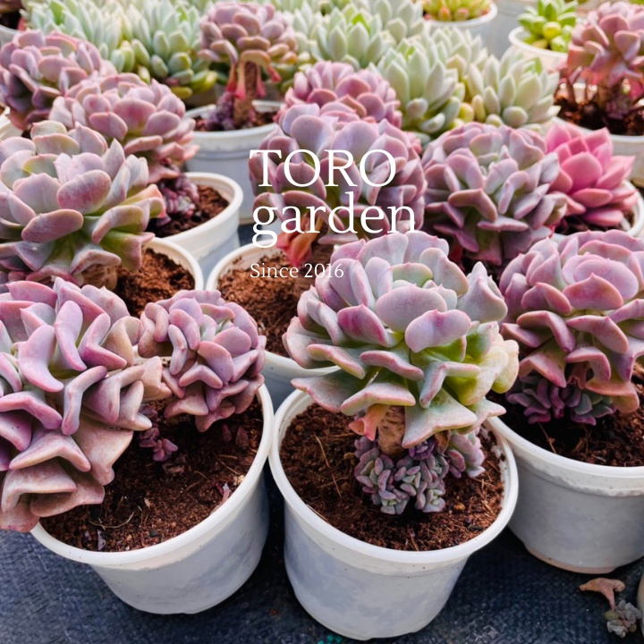 Sen đá cúc tím cổ thụ Đà Lạt size trung bình cây cảnh trang trí nhà cửa Toro garden