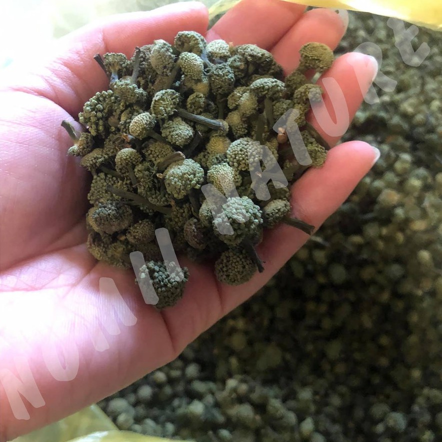 Nụ tam thất bao tử Lào Cai ⭐ FREESHIP (100g) | BigBuy360 - bigbuy360.vn
