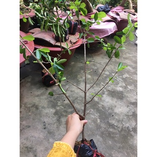 Cây sơ ri chua ngọt