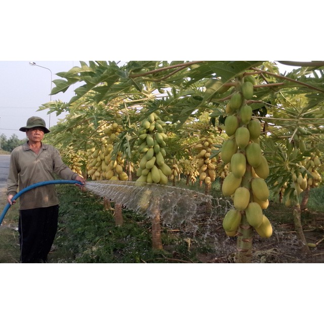 Đu Đủ Vỏ Vàng VĨnh Thành