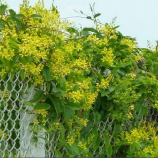 COMBO 3 CÂYhoa leo Mai hoàng yến, hàng giống gửi đi nguyên bầu