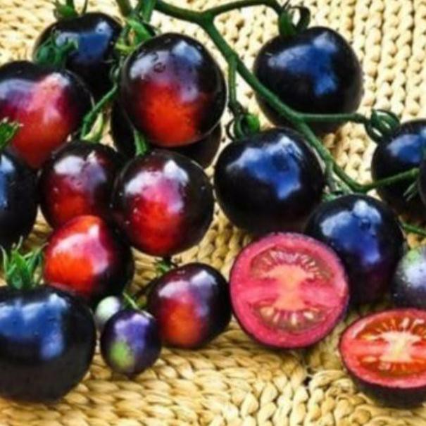 Gói 50 hat giống cà chua bi đen