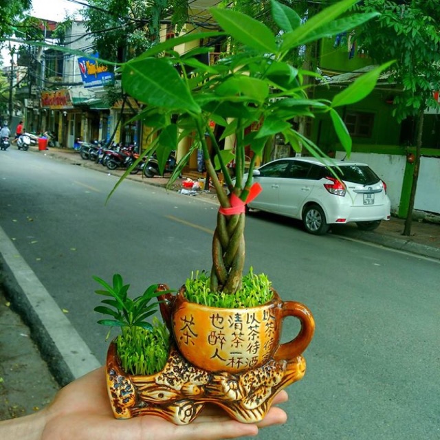 Cây kim ngân nhỡ