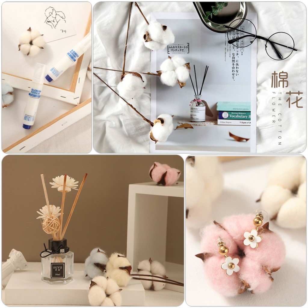 CÀNH BÔNG GÒN trang trí chụp ảnh siêu xinh/ BÔNG COTTON TRẮNG TINH decor bình lọ, hoa, trang trí hanmade
