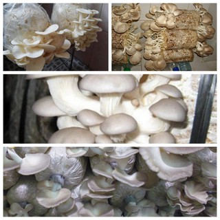 Phôi Nấm Bào Ngư 🍄 cực đễ trồng 🍄 cho gia đình món sạch tươi ngon