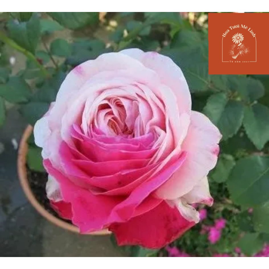 Hoa hồng ngoại Tamaki Rose cực đẹp Hồng thắm cực đẹp-HoaTuoiMeLinh