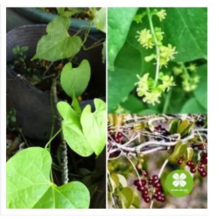 Cây Thần Thông Khô (1KG) - FRV120