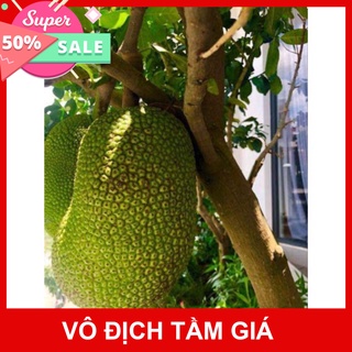 Giống Chuẩn Cây mít hạt lép