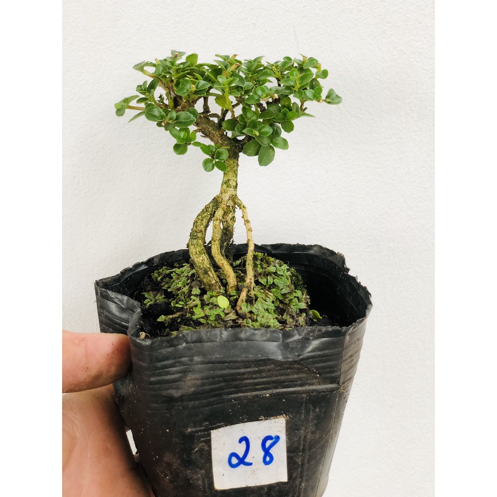 Sam hương mini (siêu mini) trang trí tiểu cảnh, Terrarium văn phòng Hà Nội