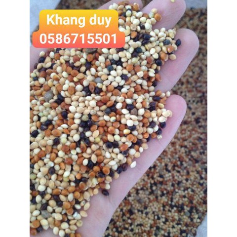 Hạt cỏ thái ngũ sắc 1kg