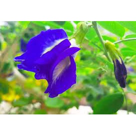 550g hạt đác rim hoa đậu biếc, màu tự nhiên từ cánh hoa ra