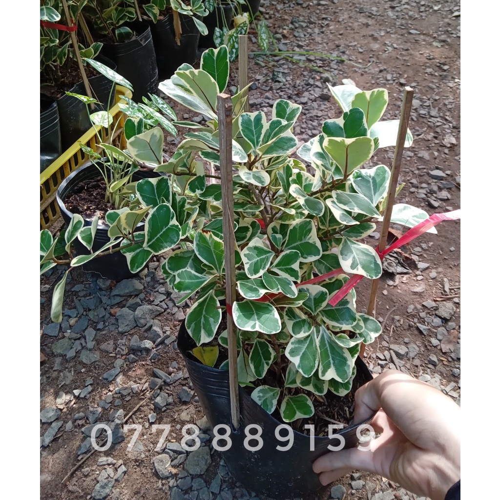 Đa tam phúc trồng nắng (chỉ giao hỏa tốc HCM)