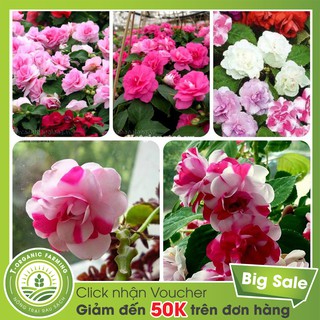 Túi 100 Hạt Giống Hoa Mai Địa Thảo (Ngọc Thảo) Kép Mix Màu Hỗn Hợp