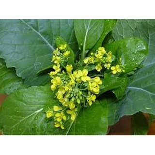 [ Bán chạy ] Hạt giống Cải ngồng-20g (tặng kèm 20 hạt Cải Kale Khủng Long)