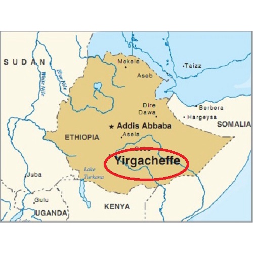 Cà phê hạt nhân xanh Green bean Ethiopia Yirgacheffe - 1 kg
