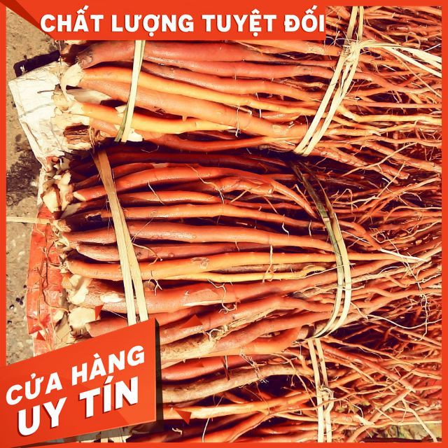 [ GIÁ SỈ ] [CHẤT LƯỢNG ĐẢM BẢO]SÂM CÂU ĐỎ TƯƠI 1KG (loại chọn to,đều,đẹp)LIÊN HỆ : 0973457113- 0943457113