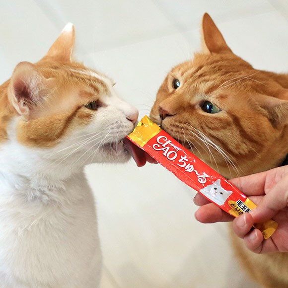 Súp dinh dưỡng, bánh thưởng cho mèo Inaba Ciao Churu gói 4 thanh 14g giảm búi lông