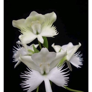 Lan bạch Phượng(1củ)hoa Tết