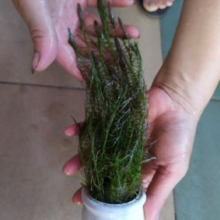 Cây thủy sinh Chỉ đỏ (Ảnh thật của sản phẩm)