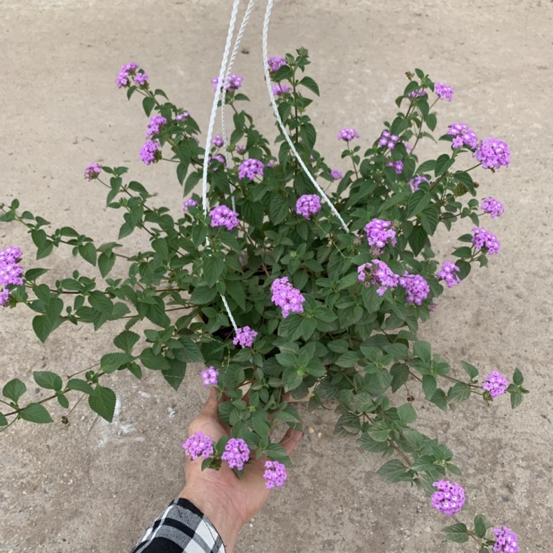 Chậu hoa ngũ sắc tím rủ treo bán kính 25-30cm, chậu hoa treo ban công, sân vườn nở rực rỡ đẹp mắt