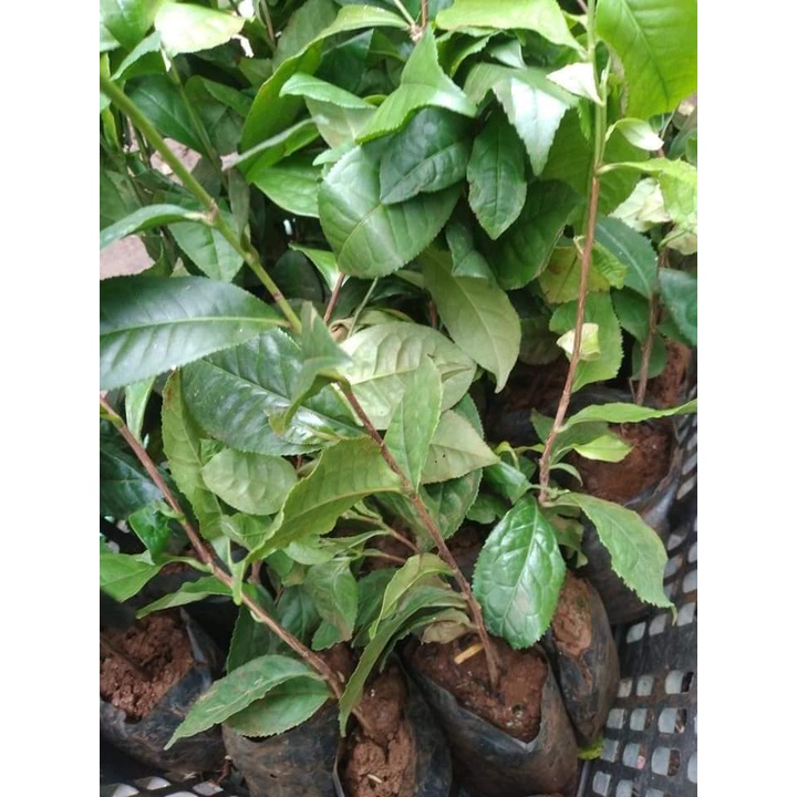 CÂY CHÈ XANH THÁI NGUYÊN F1