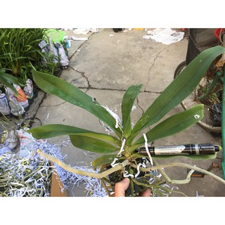 Lan ngọc điểm cây 4 năm