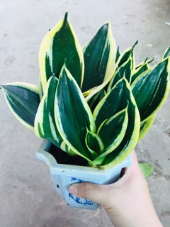 LƯỠI HỔ THÁI VÀNG LÙN