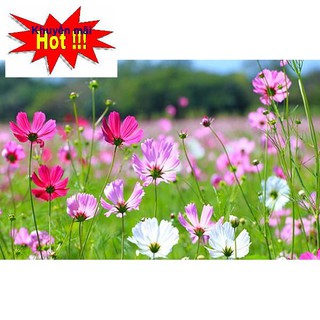 DEAL SHOCK 1K - Hạt giống hoa Sao Nhái Mix - 50 Hạt - Hoa Cánh Bướm - túi zip trồng thử HOA RAU TRỒNG KỊP TẾT