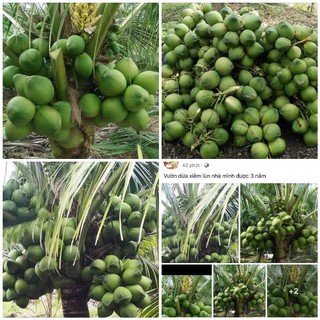  Chậu cây dừa xiêm lùn   giống siêu quả   