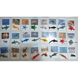 Set 12 con vật mô hình kèm thẻ cho bé