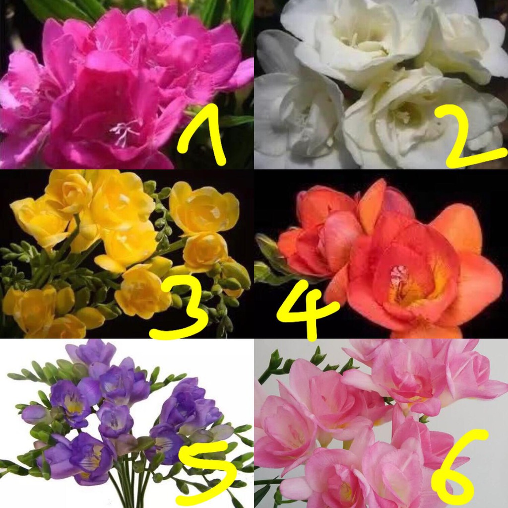 Combo 5 củ hoa lan nam phí - 5 màu - tặng kèm 5 viên nén ươm củ