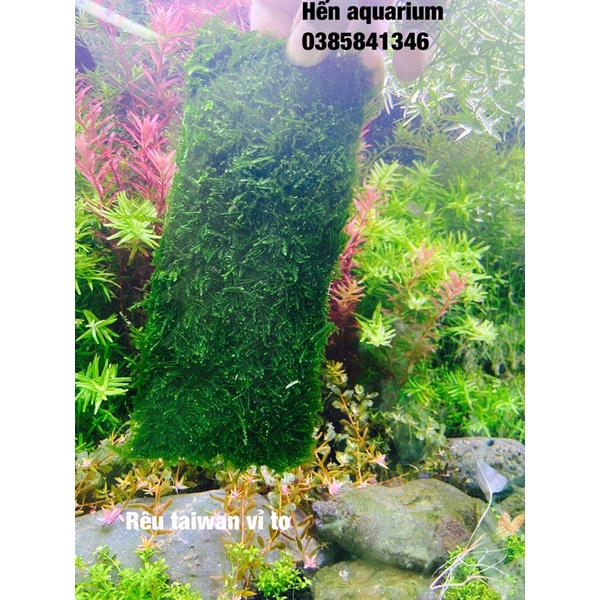 Rêu Taiwan vỉ to : 20 x 8 cm : siêu khoẻ siêu bền