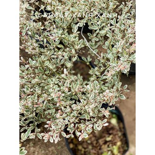 Cây bàng nhật dáng tree cẩm thạch