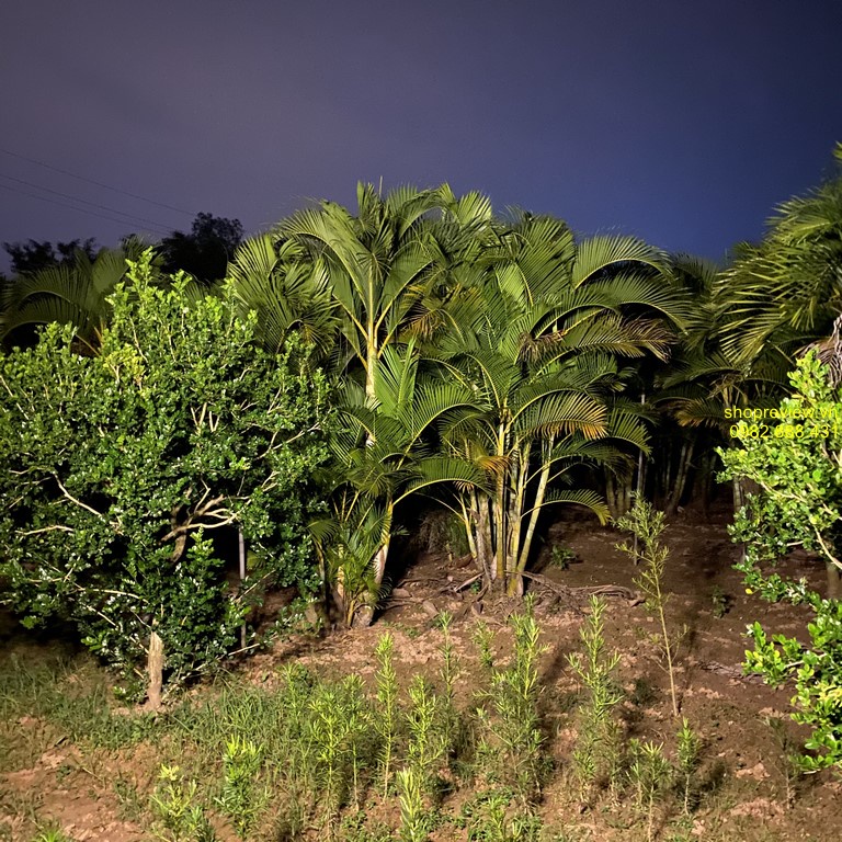 Đèn năng lượng mặt trời ánh sáng vàng, công suất 300w, hình mâm tròn cao cấp