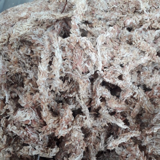 100g Rêu Sâu Chi Lê cao cấp trồng Lan