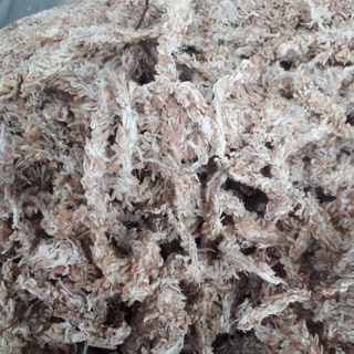 100g Rêu Sâu Chi Lê cao cấp trồng Lan