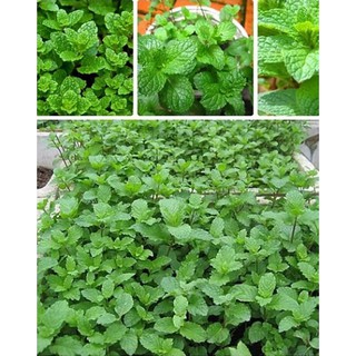 Hạt giống húng bạc hà