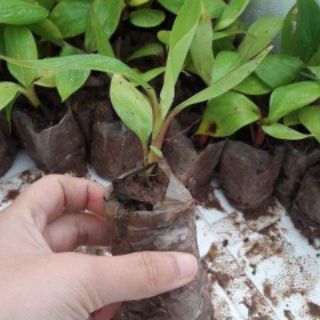 Cây giống chuối đỏ Đacka
