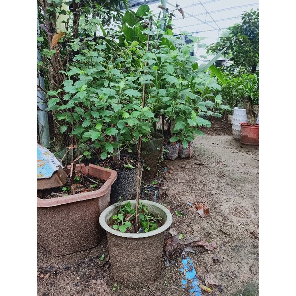 cúc đổi màu hàng thoát thân đẹp như ảnh đăng, cây đang đóng nụ