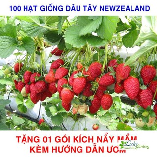 100 hạt giống dâu tây đỏ newzealand xtra